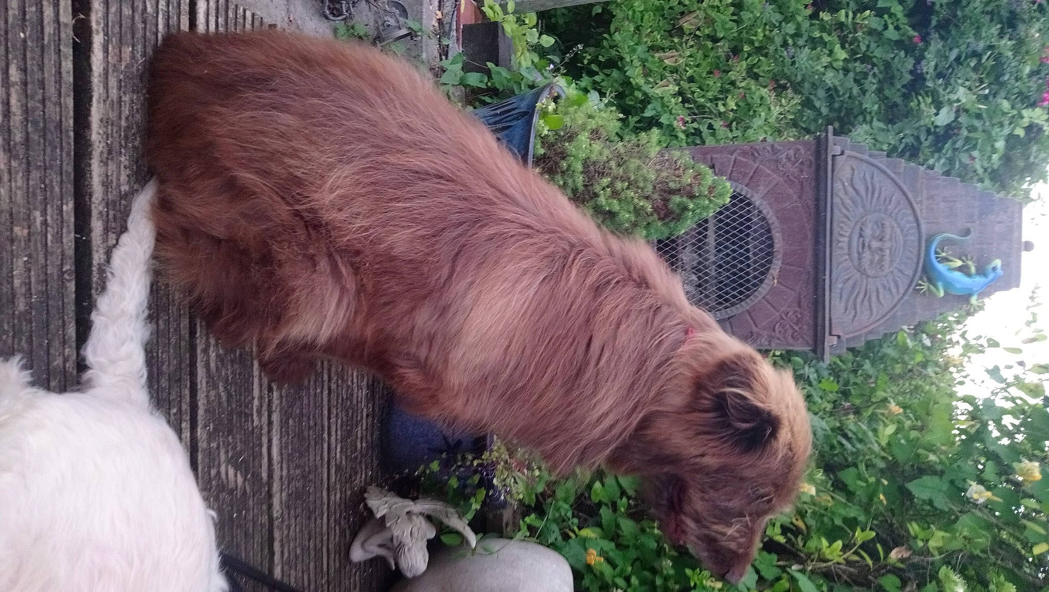 Big Red is registered to the contest to win money with this photo: bovine, cow_goat_family, domestic_pig, fur, goat, goats, grass, groundcover, liver, livestock, natural_material, plant, snout, sporting_group, suidae, terrestrial_animal, wildlife, wood, working_animal, wrinkle