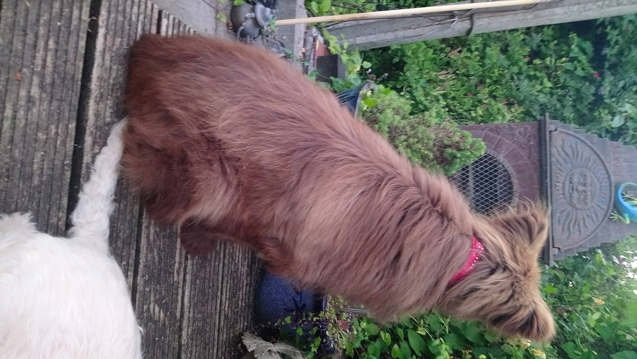 Big Red is registered to the contest to win money with this photo: canidae, carnivore, collar, companion_dog, dog, dog_breed, fawn, goats, grass, liver, livestock, pet_supply, plant, snout, sporting_group, tail, terrestrial_animal, terrier, wood, working_animal