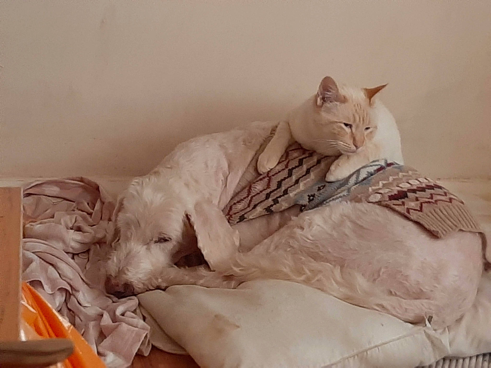 Thompson joined the competition — help win amazing prizes! bed, bed_sheet, bedding, bedroom, carnivore, cat, comfort, companion_dog, couch, dog, domestic_short_haired_cat, felidae, fur, grey, linens, nap, paw, small_to_medium_sized_cats, tail, whiskers