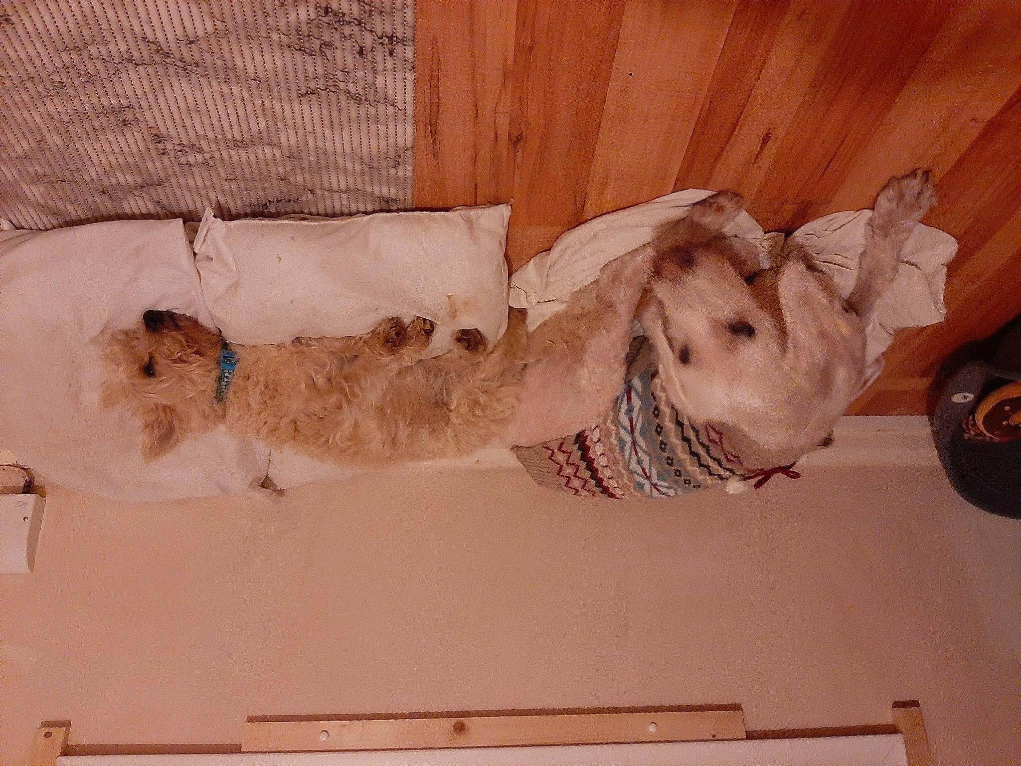 Rommel is registered to the contest to win money with this photo: art, canidae, carnivore, ceiling, comfort, companion_dog, dog, dog_breed, fawn, felidae, flooring, fur, hardwood, room, small_to_medium_sized_cats, sporting_group, tail, tire, wheel, wood