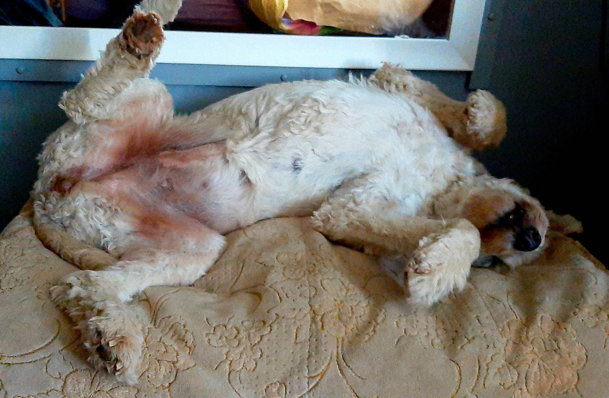 Nana is registered to the contest to win money with this photo: art, canidae, claw, companion_dog, dog_breed, fawn, felidae, foot, fur, human_leg, lion, livestock, paw, sheep, snout, sporting_group, tail, terrestrial_animal, toy