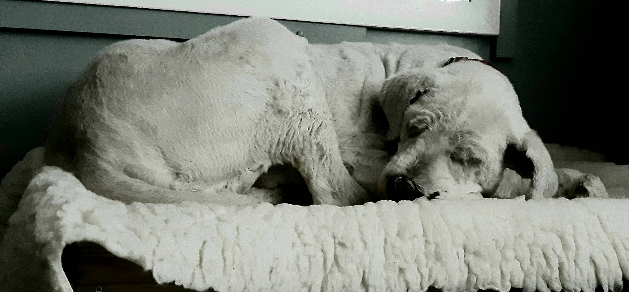 Nana is registered to the contest to win money with this photo: big_cats, black_and_white, canidae, carnivore, comfort, companion_dog, dog_breed, eye, felidae, fur, grey, head, monochrome, monochrome_photography, polar_bear, small_to_medium_sized_cats, snout, sporting_group, terrestrial_animal, whiskers