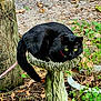 black_cat, cat, birdbath, stone_basin, green_eyes, yellow_eyes, pink_collar, pink_leash, outdoors, leaves, fallen_leaves, moss, wood_post, stump, foliage, garden, pet, sitting, close_up, curious