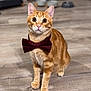 Cameron participe au concours pour gagner de l'argent avec cette photo : cat, orange_tabby, bow_tie, pet, indoor, floor, wooden_floor, furniture, pet_bowls, sitting, attentive, domestic_cat, cute, animal, whiskers, ears, eyes, portrait, pet_accessory, home