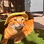 Cameron participe au concours pour gagner de l'argent avec cette photo : cat, orange_tabby, yellow_hat, sunlight, green_turf, pet, outdoor, relaxed, feline, animal, cute, domestic_cat, whiskers, ears, paw, shadow, hat, closeup, daylight, resting
