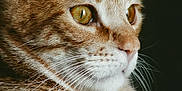 Cameron participe au concours pour gagner de l'argent avec cette photo : cat, orange_tabby, close_up, portrait, whiskers, fur, animal, pet, feline, face, ears, eyes, nose, muzzle, indoor, domestic_animal, looking_away, profile, soft_light, serene