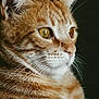 cat, orange_tabby, close_up, portrait, whiskers, fur, animal, pet, feline, face, ears, eyes, nose, muzzle, indoor, domestic_animal, looking_away, profile, soft_light, serene