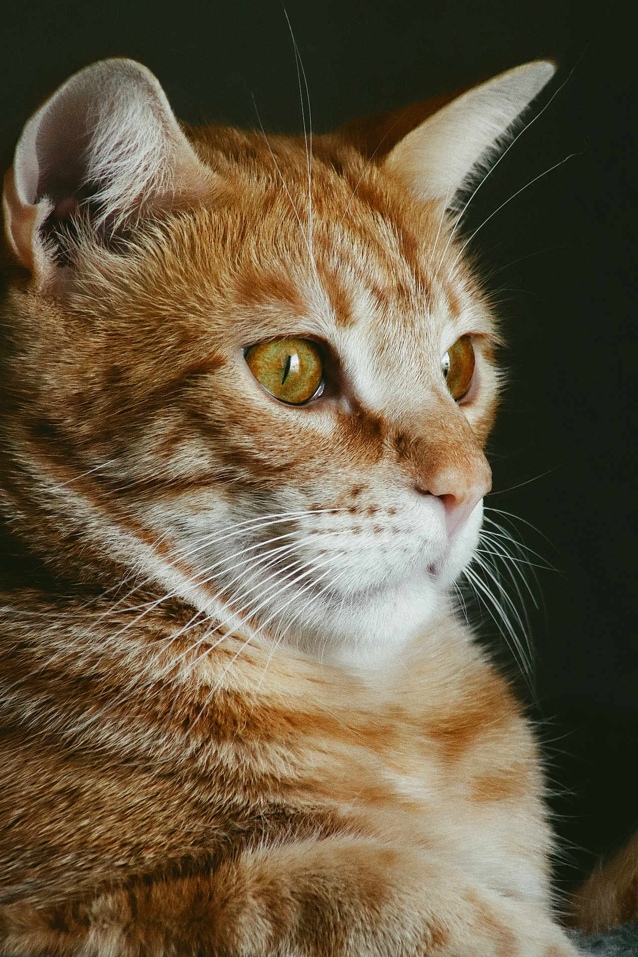 Cameron participe au concours pour gagner de l'argent avec cette photo : cat, orange_tabby, close_up, portrait, whiskers, fur, animal, pet, feline, face, ears, eyes, nose, muzzle, indoor, domestic_animal, looking_away, profile, soft_light, serene
