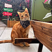Cameron participe au concours pour gagner de l'argent avec cette photo : cat, ginger_cat, bandana, pet, indoor, wooden_planter, floor_tiles, holiday_decor, signs, plants, greenery, door, curious, sitting, head_tilt, orange_fur, domestic_cat, cute, festive, decorations