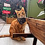 cat, ginger_cat, bandana, pet, indoor, wooden_planter, floor_tiles, holiday_decor, signs, plants, greenery, door, curious, sitting, head_tilt, orange_fur, domestic_cat, cute, festive, decorations
