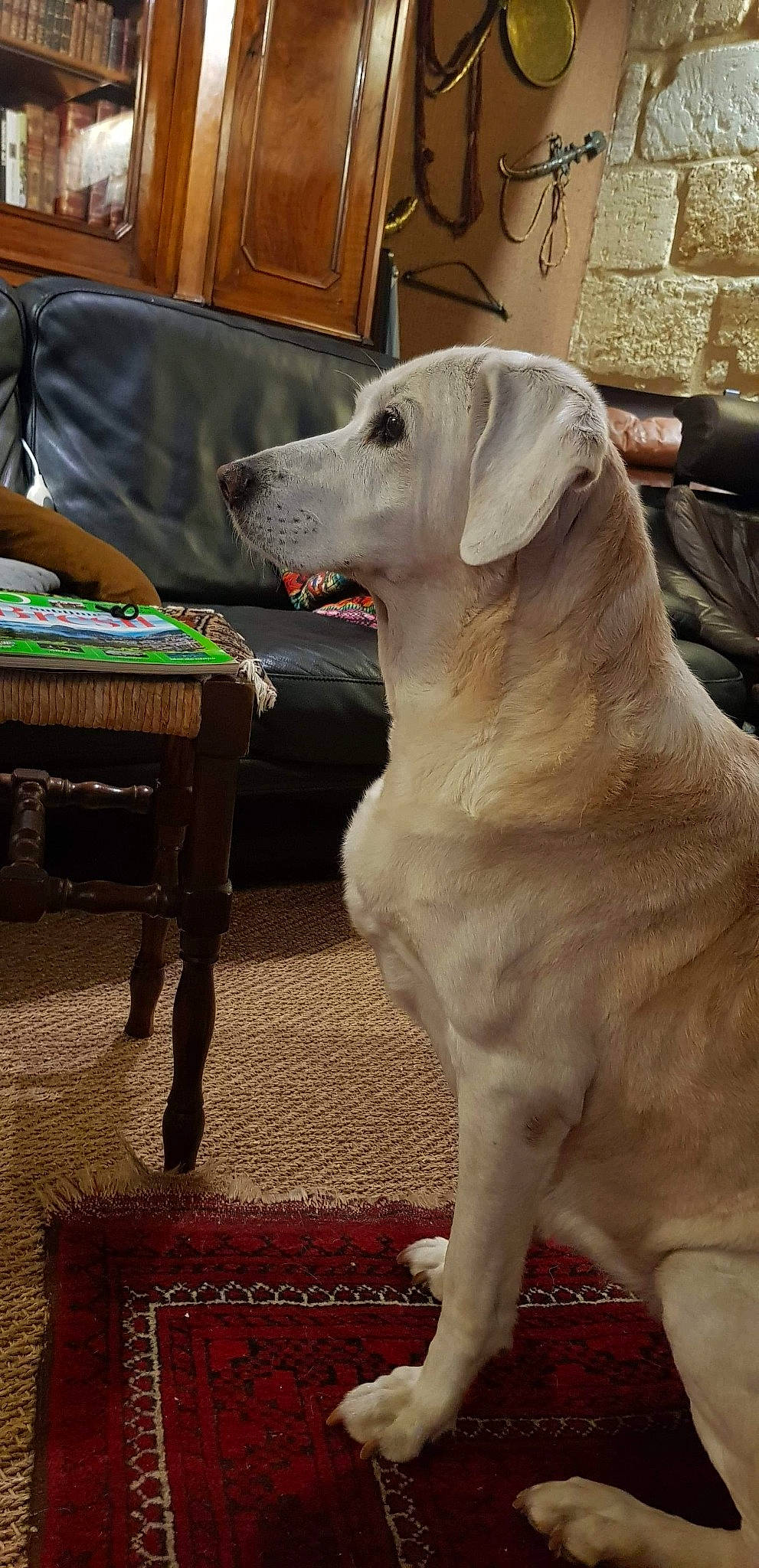 Vénus a rejoint le concours — aidez-le/la à gagner de superbes lots ! canidae, carnivore, collar, companion_dog, dog, dog_breed, dog_collar, fawn, flooring, fur, giant_dog_breed, metal, non_sporting_group, pet_supply, snout, sporting_group, tail, terrestrial_animal, whiskers, working_animal