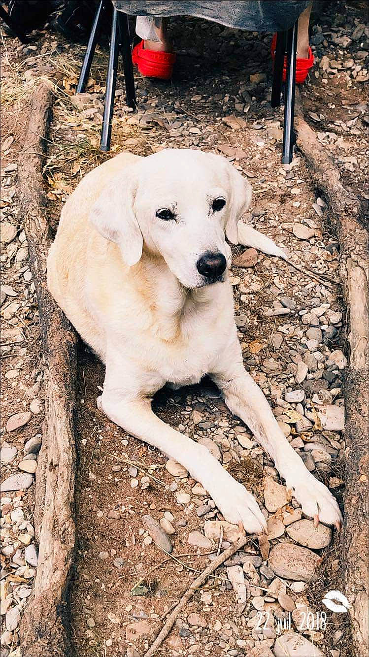 Vénus a rejoint le concours — aidez-le/la à gagner de superbes lots ! canidae, carnivore, companion_dog, dog, dog_breed, fawn, gun_dog, livestock_guardian_dog, non_sporting_group, retriever, snout, soil, sporting_group, tail, terrestrial_animal, trunk, wood, working_animal