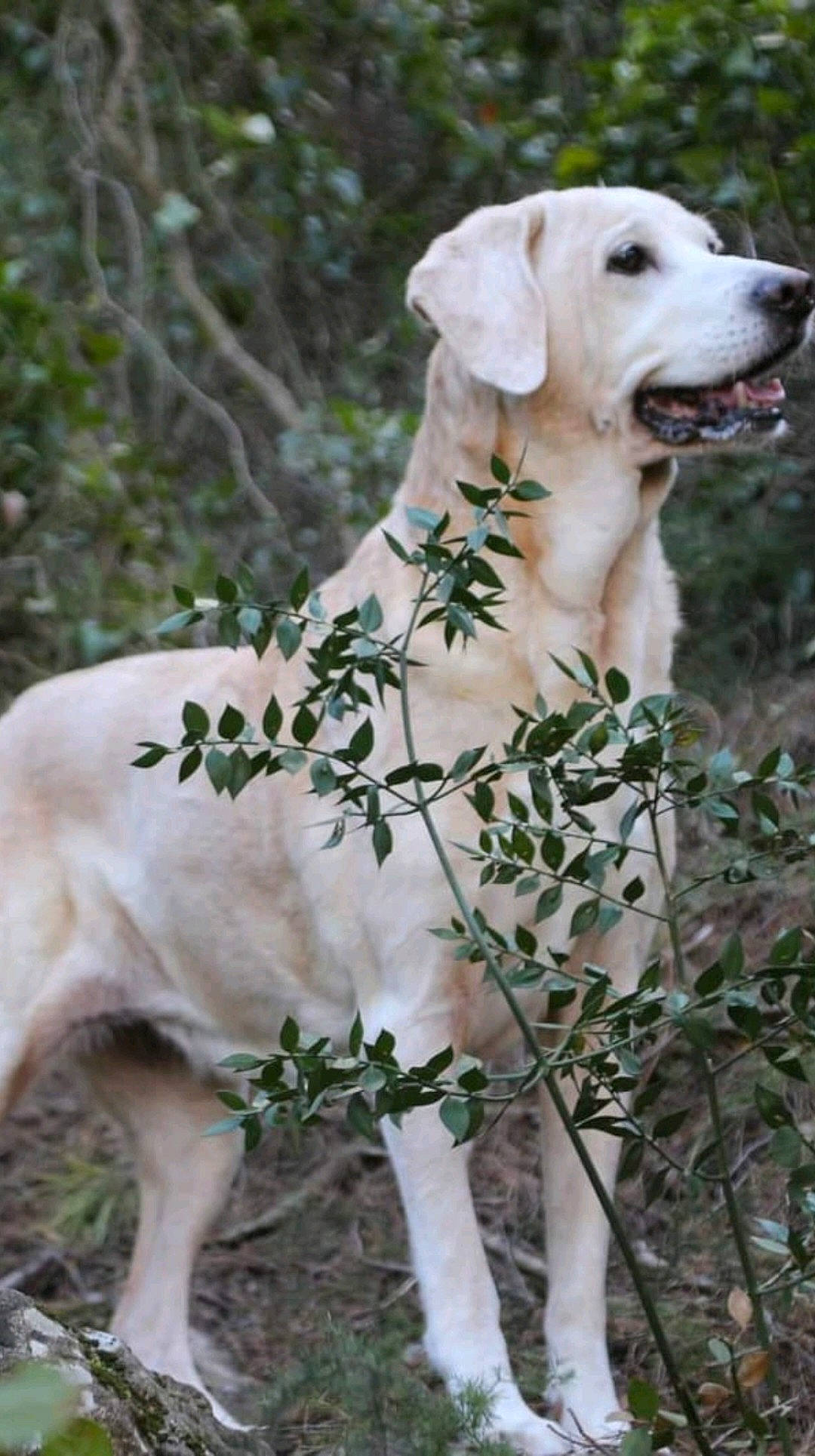 Vénus participe au concours pour gagner de l'argent avec cette photo : canidae, carnivore, collar, companion_dog, dog, dog_breed, dog_collar, dog_supply, fawn, forest, grass, pet_supply, plant, snout, sporting_group, tail, terrestrial_animal, tree, wildlife, working_animal