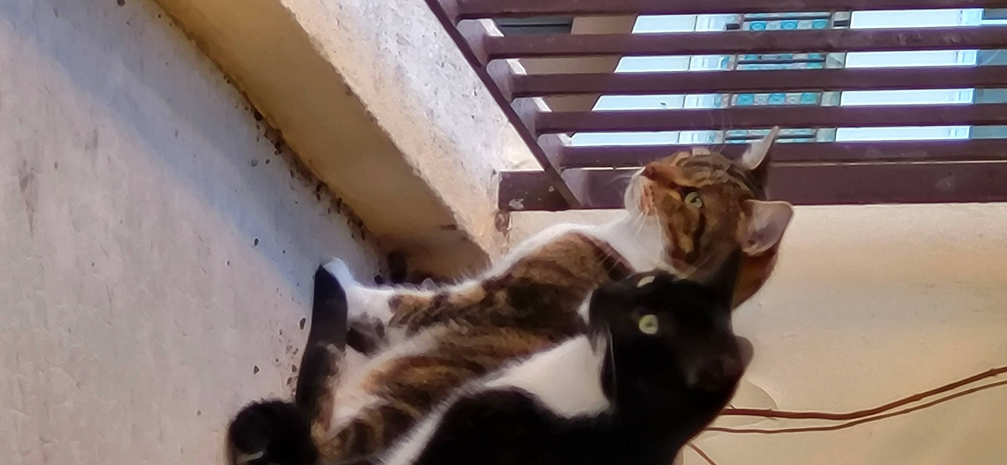 Django Et D'Jack participe au concours pour gagner de l'argent avec cette photo : carnivore, cat, claw, domestic_short_haired_cat, fawn, felidae, fur, paw, small_to_medium_sized_cats, tail, terrestrial_animal, whiskers, wood