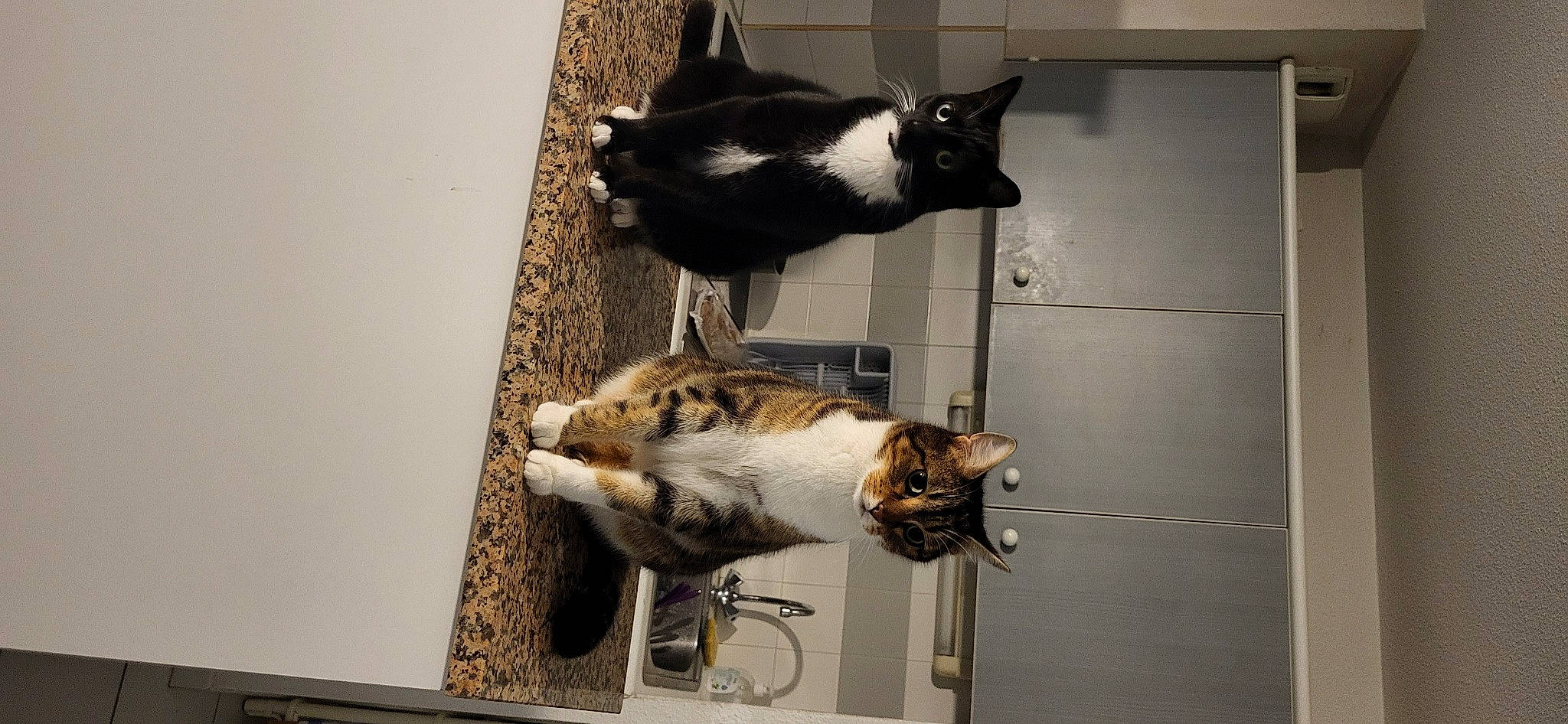 Django Et D'Jack a rejoint le concours — aidez-le/la à gagner de superbes lots ! animal_shelter, carnivore, cat, domestic_short_haired_cat, door, felidae, fur, mammal, pet_supply, room, small_to_medium_sized_cats, snout, tail, vertebrate, whiskers, window, wood