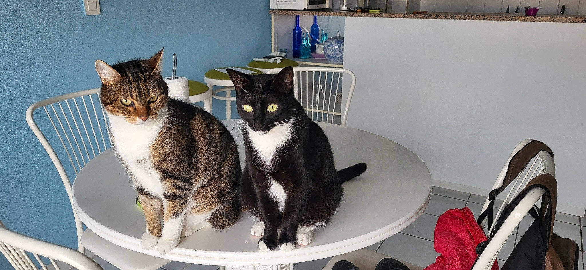 Django Et D'Jack participe au concours pour gagner de l'argent avec cette photo : carnivore, cat, chair, comfort, domestic_short_haired_cat, eye, felidae, fur, paw, room, sitting, small_to_medium_sized_cats, table, tail, tree, whiskers