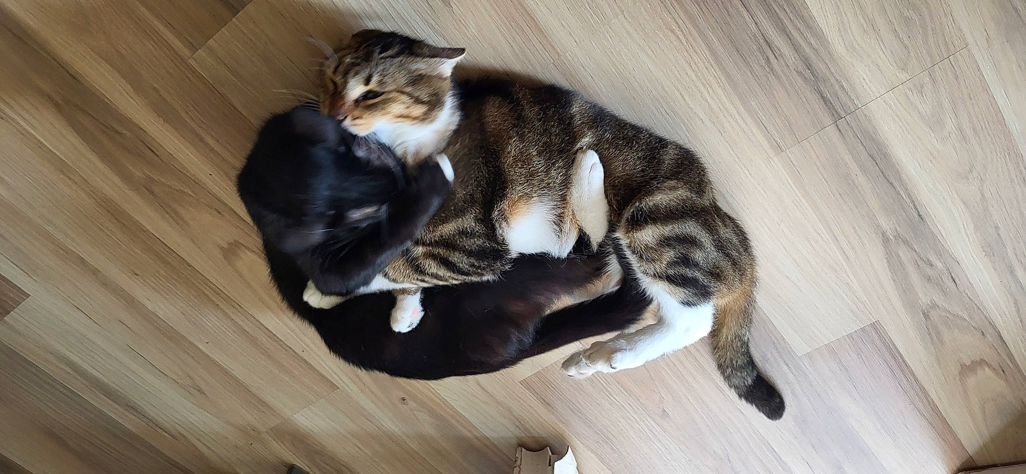 Django Et D'Jack a rejoint le concours — aidez-le/la à gagner de superbes lots ! carnivore, cat, comfort, domestic_short_haired_cat, felidae, flooring, fur, hardwood, mammal, paw, small_to_medium_sized_cats, tail, terrestrial_animal, whiskers, wood, wood_flooring