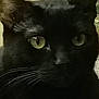 Olive is registered to the contest to win money with this photo: black_cat, cat, whiskers, yellow_eyes, close_up, portrait, pet, feline, ears, fur, indoor, staring, gaze, muzzle, nose, macro, reflection_in_eye, whisker_pad, low_light, expressive