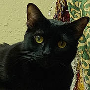 Olive is registered to the contest to win money with this photo: black_cat, cat, feline, yellow_eyes, close_up, portrait, whiskers, ear, indoor, curtain, patterned_curtain, textured_wall, fur, pet, animal, gaze, sitting, domestic_cat, curious, low_light