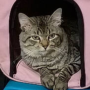 Mouse joined the competition — help win amazing prizes! cat, tabby, pet, carrier, pink, blue, paws, whiskers, eyes, fur, stripes, indoor, portrait, cute, relaxed, sitting, face, muzzle, pet_accessory, peek_out