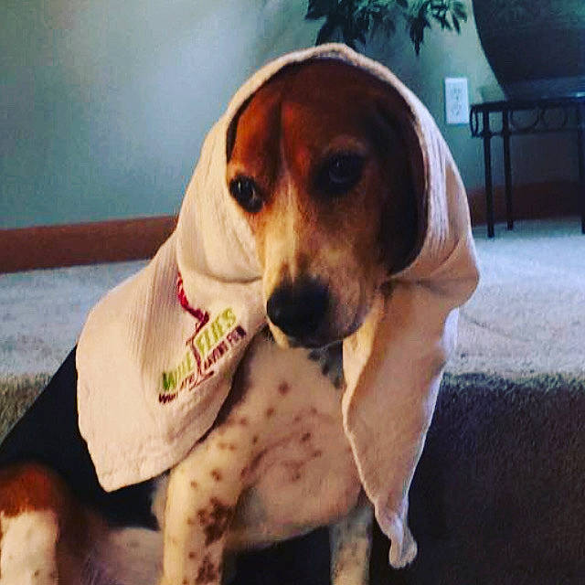 Tiny Dog joined the competition — help win amazing prizes! american_foxhound, beagador, beagle, beagle_harrier, canidae, carnivore, companion_dog, coonhound, dog, dog_breed, english_coonhound, estonian_hound, harrier, mammal, pocket_beagle, puppy, rare_breed_dog, snout, treeing_walker_coonhound, vertebrate