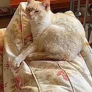 Neige a rejoint le concours — aidez-le/la à gagner de superbes lots ! cat, cream_colored, floral_pattern, cushion, chair, indoor, pet, relaxed, sleepy, feline, wooden_shelf, decor, home_interior, furniture, animal, cute, cozy, resting, domestic_cat, soft_fur