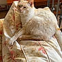 cat, cream_colored, floral_pattern, cushion, chair, indoor, pet, relaxed, sleepy, feline, wooden_shelf, decor, home_interior, furniture, animal, cute, cozy, resting, domestic_cat, soft_fur