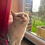 cat, cream_colored, windowsill, curtain, window, sunlight, lens_flare, garden, greenery, stone_wall, indoor, pet, whiskers, face, fur, animal, daylight, curious, close_up, domestic_cat