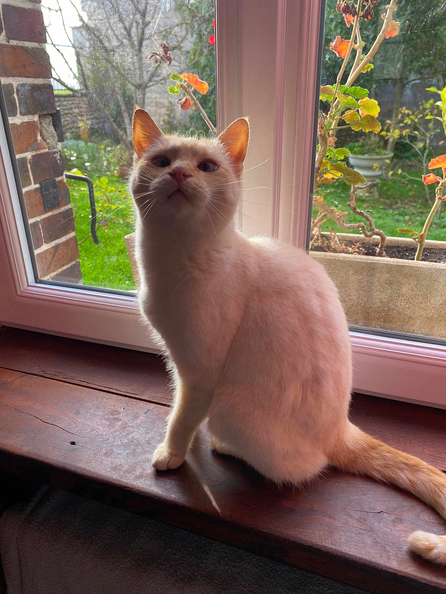 Neige a rejoint le concours — aidez-le/la à gagner de superbes lots ! cat, window, wooden_windowsill, indoor, daylight, greenery, plant, garden, curious, feline, pet, animal, cream_colored, sitting, whiskers, ears, tail, soft_light, peaceful, cozy