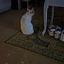 Neige a rejoint le concours — aidez-le/la à gagner de superbes lots ! cat, white_cat, indoor, rug, furniture, table, shoes, puma, floor, curious, pet, domestic, quiet, room, carpet, looking_back, home, dim_light, orange_tint, cozy