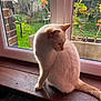 Neige participe au concours pour gagner de l'argent avec cette photo : cat, windowsill, wood, window, garden, plants, greenery, brick_wall, natural_light, feline, domestic_cat, pet, indoor, outdoor_view, flora, sitting, looking_away, calm, daylight, home