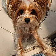 Piper is registered to the contest to win money with this photo: dog, pet, fluffy, ears, paws, jeans, lap, floor, tile, bed, indoor, cute, animal, fur, looking_up, closeup, companion, friendly, adorable, domestic