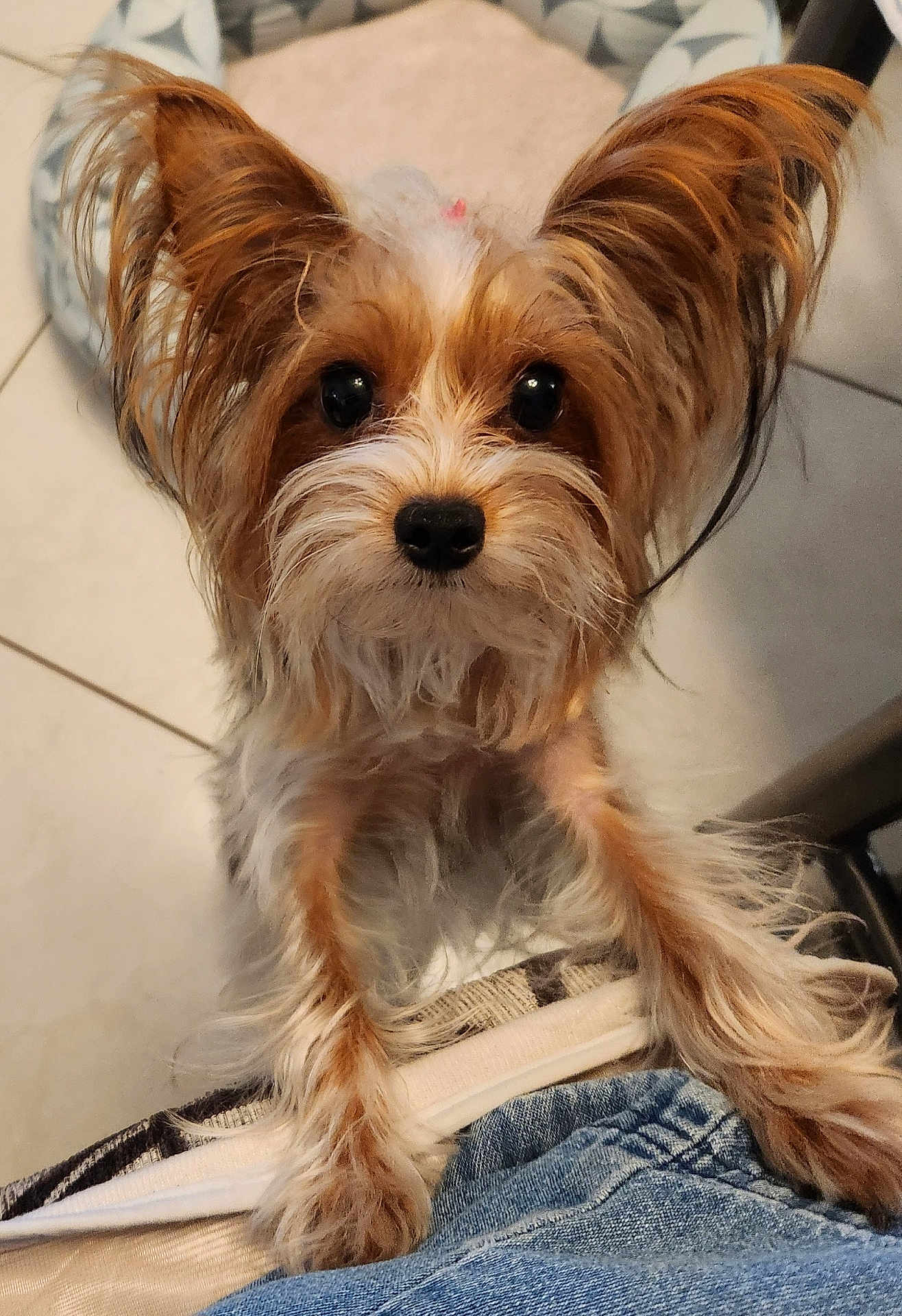 Piper is registered to the contest to win money with this photo: dog, pet, fluffy, ears, paws, jeans, lap, floor, tile, bed, indoor, cute, animal, fur, looking_up, closeup, companion, friendly, adorable, domestic
