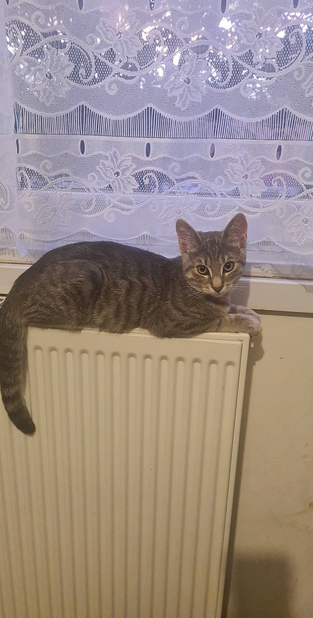 Grizou participe au concours pour gagner de l'argent avec cette photo : art, brown, carnivore, cat, domestic_short_haired_cat, door, felidae, fur, illustration, rectangle, room, small_to_medium_sized_cats, snout, tail, terrestrial_animal, whiskers, window, wood