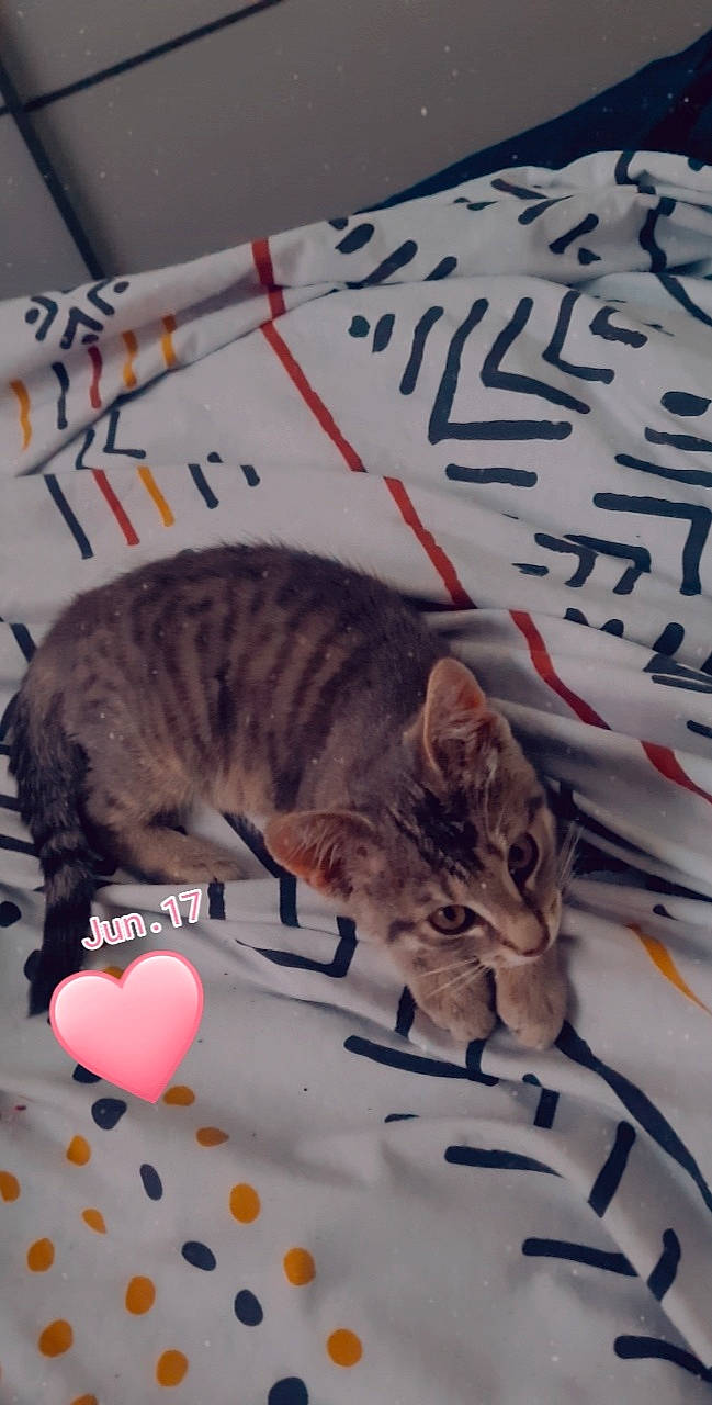 Grizou participe au concours pour gagner de l'argent avec cette photo : art, carnivore, cat, comfort, domestic_short_haired_cat, felidae, font, fur, linens, mammal, pattern, paw, photo_caption, small_to_medium_sized_cats, snout, tail, textile, vertebrate, whiskers, white