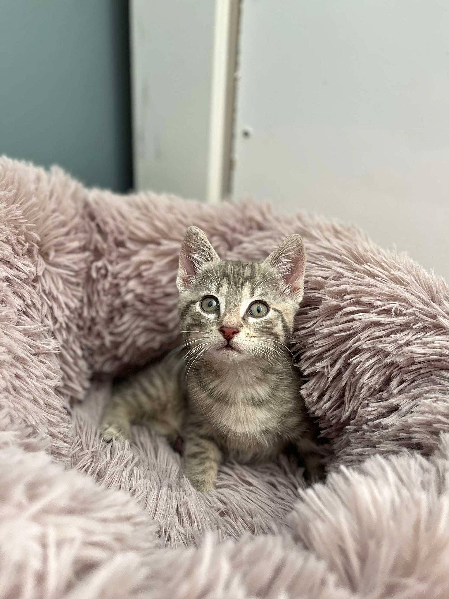 Grizou a rejoint le concours — aidez-le/la à gagner de superbes lots ! carnivore, cat, claw, comfort, domestic_short_haired_cat, fawn, felidae, fur, grey, monochrome, monochrome_photography, paw, small_to_medium_sized_cats, snout, tail, terrestrial_animal, whiskers, wildlife, window