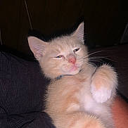 Tanner is registered to the contest to win money with this photo: kitten, cat, animal, feline, pet, orange_cat, fur, whiskers, paw, sleepy, indoor, closeup, cute, relaxed, young, portrait, domestic_cat, mammal, face, resting