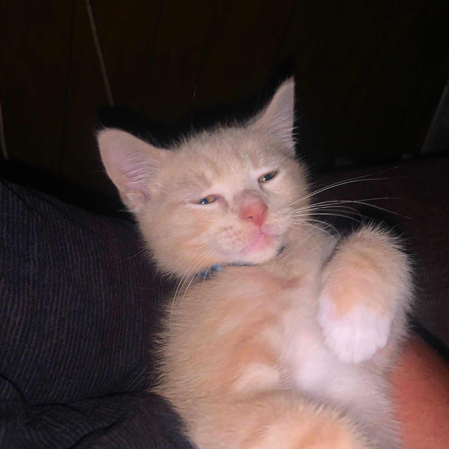 Tanner is registered to the contest to win money with this photo: kitten, cat, animal, feline, pet, orange_cat, fur, whiskers, paw, sleepy, indoor, closeup, cute, relaxed, young, portrait, domestic_cat, mammal, face, resting