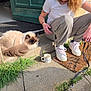 cat, person, door, green_door, porch, step, mug, doormat, sneakers, leash, concrete, grass, sunlight, shadow, tattoo, sidewalk, crouching, fur, outdoor, entrance