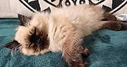 Azur a rejoint le concours — aidez-le/la à gagner de superbes lots ! animal, blanket, cat, cozy, cute, domestic, face, fluffy, fur, indoor, kitten, pattern, paw, pet, relaxed, resting, sleeping, soft, texture, whiskers