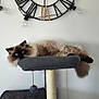 cat, long_haired_cat, blue_eyes, cat_tree, perch, sisal_post, toy_ball, indoor, living_room, wall_clock, exposed_bulb, minimalist, fur, tail, relaxed, pet, grey, beige, portrait, calm