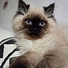 Azur a rejoint le concours — aidez-le/la à gagner de superbes lots ! animal, blue_eyes, cat, close_up, cozy, cute, domestic_animal, feline, fluffy, himalayan_cat, indoor, looking, lying_down, mammal, pet, portrait, relaxed, soft_fur, whiskers, young_cat