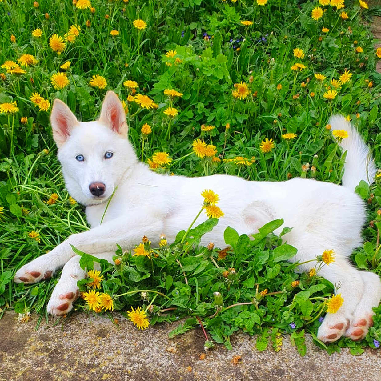 Neige a rejoint le concours — aidez-le/la à gagner de superbes lots ! anemone, animal, canine, daisy, dog, flower, grass, green, herbal, herbs, husky, leaf, nature, outdoors, pet, petal, plant, puppy, vegetation, whitedog