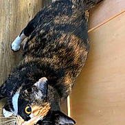 Celia joined the competition — help win amazing prizes! cat, calico, curious, wooden_floor, cabinet, pet, animal, indoor, fur, whiskers, orange_eyes, tabby_pattern, looking_up, domestic_cat, four_legs, tail, ears, close_up, natural_light, cute