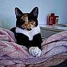 Celia joined the competition — help win amazing prizes! cat, calico, animal, pet, feline, cute, blanket, indoor, cozy, resting, paws, fur, portrait, looking, home, table, background, domestic, relaxed, soft