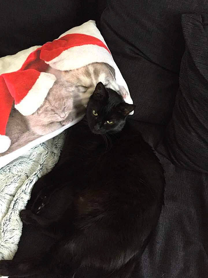 Lilou a rejoint le concours — aidez-le/la à gagner de superbes lots ! black_cat, brown, carmine, carnivore, cat, comfort, darkness, domestic_short_haired_cat, felidae, fur, grey, havana_brown, linens, room, sleeve, small_to_medium_sized_cats, tail, whiskers