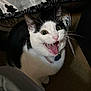 Melo is registered to the contest to win money with this photo: cat, black_and_white, pet, animal, indoor, carpet, feline, whiskers, collar, tag, wide_eyes, open_mouth, happy, playful, close_up, cute, domestic_animal, fur, sitting, shoe