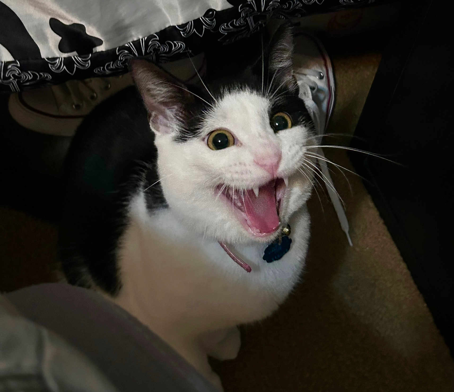 Melo