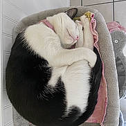 Melo joined the competition — help win amazing prizes! cat, black_and_white, sleeping, curled_up, pet_bed, cozy, indoor, feline, resting, animal, cute, soft, fur, collar, pink, relaxation, comfortable, quiet, domestic, nap