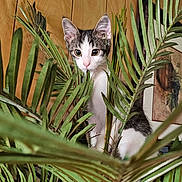 Rainy Day joined the competition — help win amazing prizes! animal, cat, curious, cute, domestic, ears, explorer, eyes, feline, ferns, greenery, houseplant, indoor, kitten, leaf, nature_indoor, pet, plant, wooden_wall, young_cat